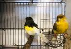 Kopel glostet 2024, Dieren en Toebehoren, Meerdere dieren, Postuurkanarie