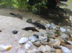 Ancistrus vissen te koop (ideaal voor gezelschap aquarium), Dieren en Toebehoren, Vis