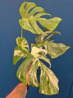 Monstera Deliciosa Variegata p17 (1), Ophalen of Verzenden, Halfschaduw, Minder dan 100 cm