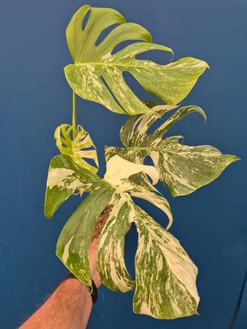 Monstera Deliciosa Variegata p17 (1) beschikbaar voor biedingen