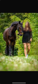 Super leuke allrounder, ruin, Dieren en Toebehoren, Paarden, Met stamboom, Springpaard, Ruin, L