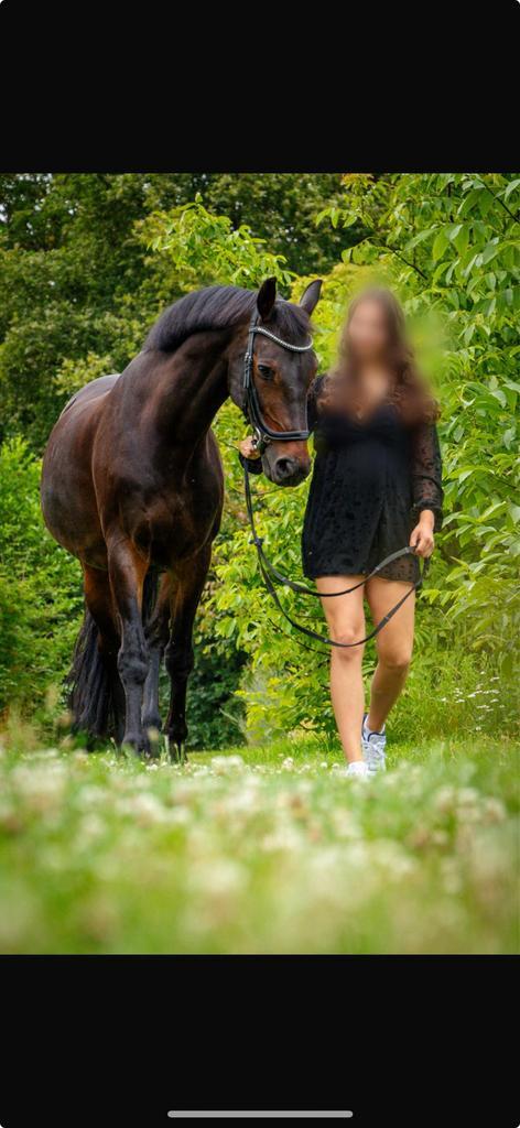 Super leuke allrounder, ruin, Dieren en Toebehoren, Paarden, Ruin, L, 165 tot 170 cm, 11 jaar of ouder, Springpaard, Met stamboom
