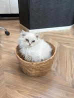 Brits Langhaar, Dieren en Toebehoren, Katten en Kittens | Overige Katten, Kater