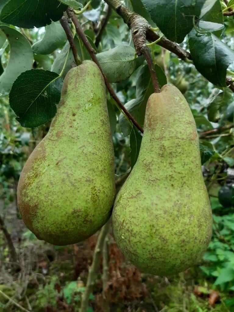 perenbomen te koop, Tuin en Terras, Planten | Fruitbomen, Perenboom, 100 tot 250 cm, Lente, Ophalen
