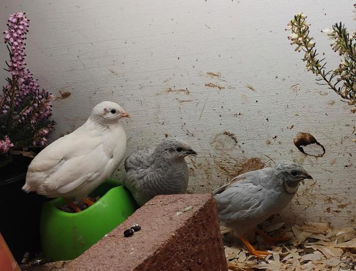 Broedeieren Chinese dwergkwartel, Dieren en Toebehoren, Vogels | Overige Vogels