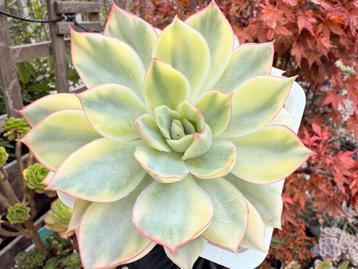 Echeveria Esther variegated/pot 9cm/vetplant/succulent beschikbaar voor biedingen