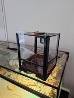 Mooi terrarium voor jumping spider, Dieren en Toebehoren, Ophalen, Gebruikt, Terrarium of Paludarium