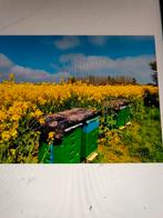 Bijenvolken, Ophalen