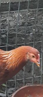 Legkippen te koop, Dieren en Toebehoren, Pluimvee, Vrouwelijk, Kip