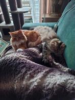 Kattenoppas aangeboden, Diensten en Vakmensen