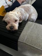 Kruising shitzu en Maltezer,  lief klein hondje., Dieren en Toebehoren, CDV (hondenziekte), 1 tot 2 jaar, Eén hond, Nederland