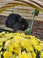 Konijn, Dieren en Toebehoren, Konijnen, Mannelijk, Dwerg