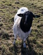 Te ruil Dorperram, Dieren en Toebehoren, Schapen, Geiten en Varkens, Mannelijk, Schaap, 0 tot 2 jaar