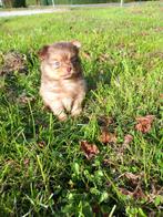 Pomchi pups, pomeriaan/dwergkees/chihuahua puppy, Dieren en Toebehoren, Honden | Chihuahua's en Gezelschapshonden, Overige rassen