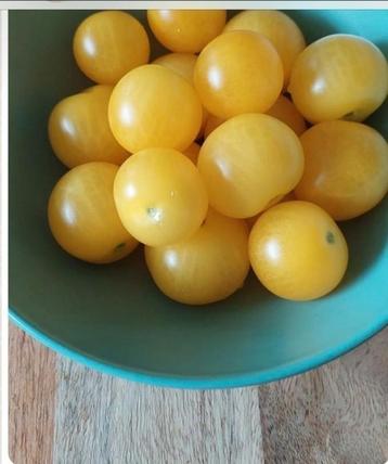 Snack tomaten planten AZTEK. beschikbaar voor biedingen