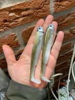 2x Black-out minnow 14cm kaki 25gram, Nieuw, Overige typen, Ophalen of Verzenden