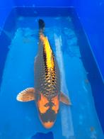 Bijzondere Kubota koi van 53cm, Dieren en Toebehoren, Karper of Koi