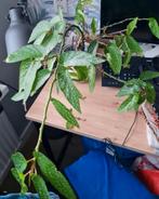 Prachtige begonia maculata / polka dot, lees advertentie, Ophalen of Verzenden, Halfschaduw, Minder dan 100 cm