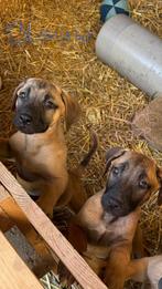 Puppies te koop: Boerboel + Turkse Kangal, Overige rassen, Meerdere, Meerdere dieren, Nederland