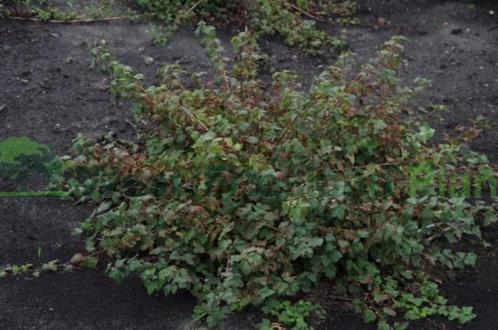 blaasspirea struik, Tuin en Terras, Planten | Struiken en Hagen, Struik, Overige soorten, Verzenden