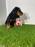 Engelse cockerspaniël pups te koop, Dieren en Toebehoren, Honden | Retrievers, Spaniëls en Waterhonden, Rabiës (hondsdolheid)