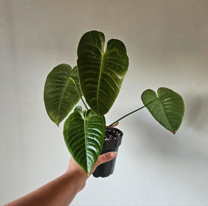 Anthurium Veitchii, Huis en Inrichting, Kamerplanten, Overige soorten, Minder dan 100 cm, Ophalen of Verzenden