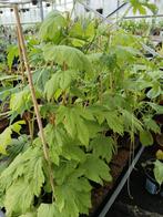 Surinaamse moestuin planten, Tuin en Terras, Planten | Tuinplanten, Volle zon, Groenteplanten, Eenjarig, Ophalen of Verzenden
