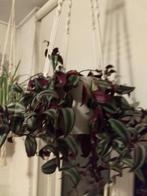 Vaderplant, Huis en Inrichting, Kamerplanten, Groene kamerplant, Ophalen, Overige soorten, Minder dan 100 cm