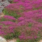 Thymus vulgaris (Tijm), Volle zon, Vaste plant, Ophalen of Verzenden, Kruiden