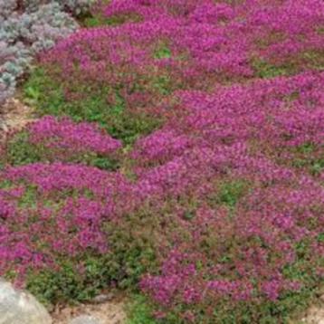 Thymus vulgaris (Tijm) beschikbaar voor biedingen