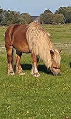 Belgisch trekpaard, Dieren en Toebehoren, Paarden, Merrie, 165 tot 170 cm, Recreatiepaard, 3 tot 6 jaar