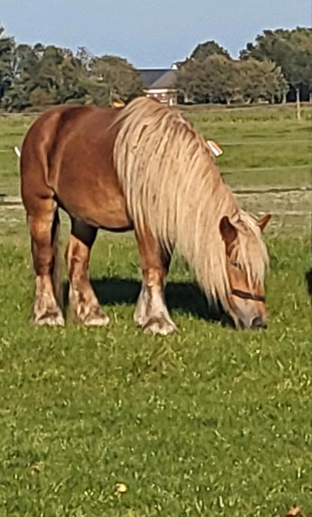 Belgisch trekpaard, Dieren en Toebehoren, Paarden, Merrie, 165 tot 170 cm, 3 tot 6 jaar, Recreatiepaard