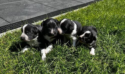 Border Collie pups met stamboom, Dieren en Toebehoren, Honden | Herdershonden en Veedrijvers, Meerdere dieren, Collie, Particulier