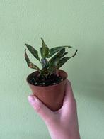 Kamerplantje 'Croton', Huis en Inrichting, Kamerplanten, Ophalen, Overige soorten, Halfschaduw, Minder dan 100 cm