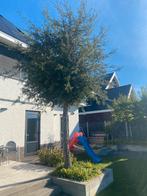 Kurkeiken te koop 2 stuks, Tuin en Terras, Overige soorten, 250 tot 400 cm, Zomer, Ophalen