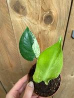 Monstera deliciosa variegata plant mint albo white, Ophalen, Halfschaduw, Minder dan 100 cm