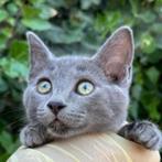 Grace, Poes, Kortharig, 0 tot 2 jaar