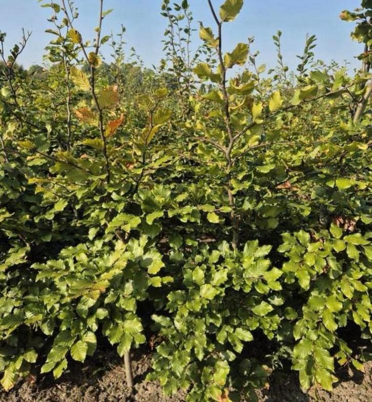 Beukenhaag & Haagbeuk, Tuin en Terras, Planten | Struiken en Hagen, Beukenhaag, 100 tot 250 cm, Ophalen of Verzenden