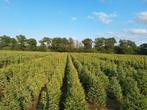 Kerstbomen, Abies nordmann, Picea omorika, Abies fraseri,, Ophalen of Verzenden, Nieuw, Minder dan 10 m²