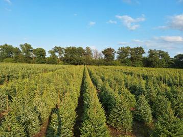 Kerstbomen, Picea omorika, Abies fraseri, Abies nordman beschikbaar voor biedingen