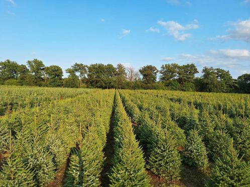 Kerstbomen, Abies nordmann, Picea omorika, Abies fraseri,, Tuin en Terras, Gras en Kunstgras, Nieuw, Minder dan 10 m², Ophalen of Verzenden
