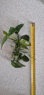 Anubias Barteri aangeboden, Ophalen of Verzenden, Nieuw, Plant(en), Steen of Hout