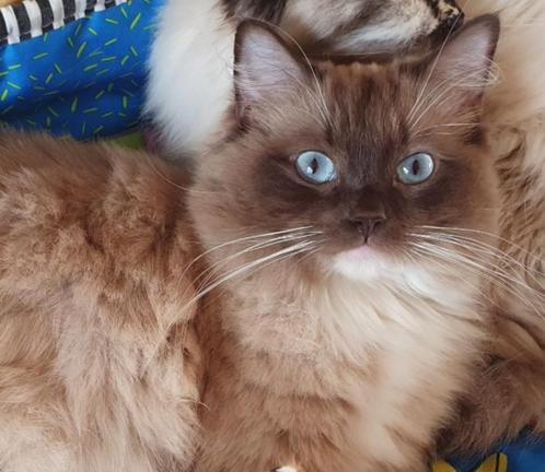 Ragdoll poes met stamboom, Dieren en Toebehoren, Katten en Kittens | Raskatten | Langhaar, Poes, Met stamboom
