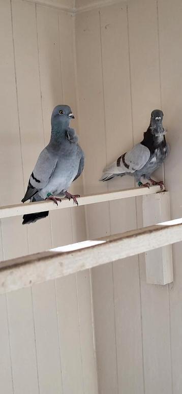 Figurita duiven zilver roodgeband  beschikbaar voor biedingen