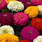Zinnia Californische reuzen zaden mix, Ophalen of Verzenden, Voorjaar, Volle zon, Zaad
