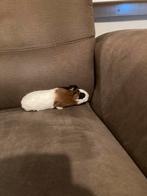 Cavia, Dieren en Toebehoren, Augustus, Mannelijk, Cavia