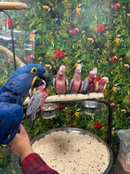 Jonge rose kaketoe’s, Meerdere dieren, Papegaai, Pratend