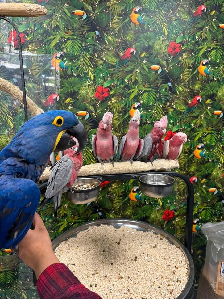 Jonge rose kaketoe’s, Dieren en Toebehoren, Vogels | Parkieten en Papegaaien, Papegaai, Meerdere dieren, Pratend, Tam, Geringd