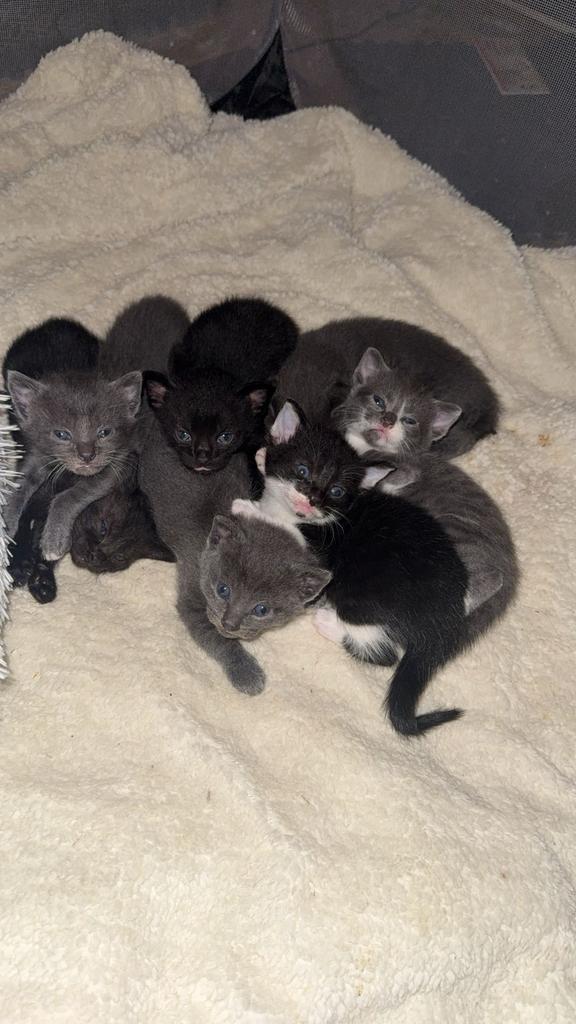 Lieve mooie kittens, Dieren en Toebehoren, Katten en Kittens | Overige Katten, Meerdere dieren
