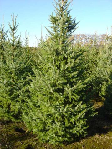 Kerstbomen groot. 4 tot 7 mtr. Reserveer al vast op=op beschikbaar voor biedingen